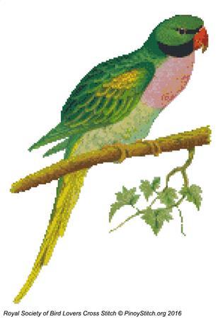 (image for) RSBL Parakeet Javan